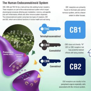 Cannabinoid Deficiency and Its Impact on Human Health and Disease, Part 3