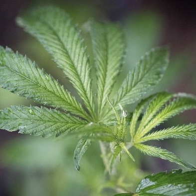 Carrying A Weed Conviction In California? There May Be A Fix For That