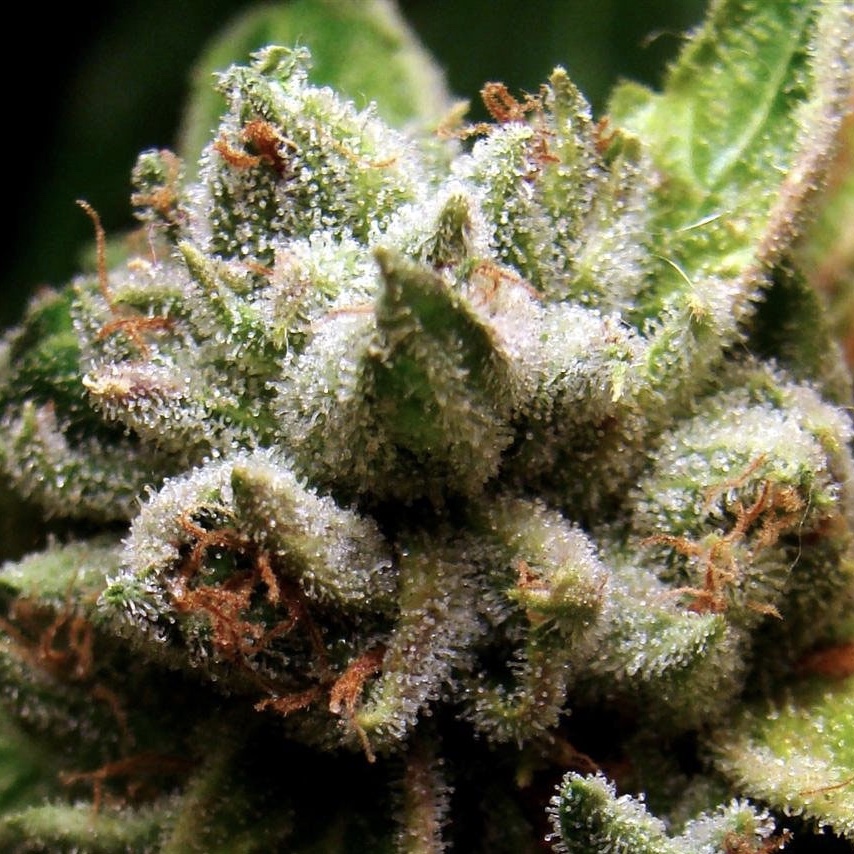 New Marijuana Ruling Suggests The Age of Deception On The Most Medicinal Plant In The World Is Coming To An End