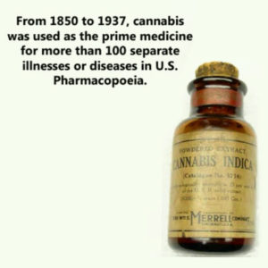 Cannabis Cures Cancer and the Government Knows It