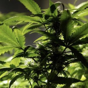California ready to go green with legalization of marijuana in 2018