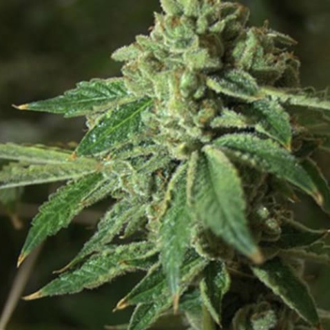 After Several Steps Forward In 2017, Here’s What’s Next for Texas Marijuana Policy