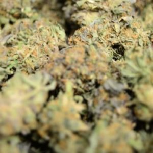 First bill dealing with medical marijuana filed
