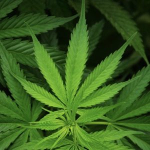 Legalization of Marijuana: Two Viewpoints from Local Law Enforcement