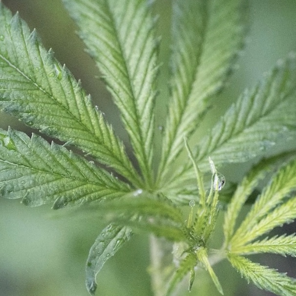 More cities put limits on medical marijuana dispensaries in South Florida
