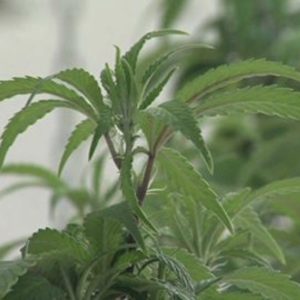 Province releases plans for legalized marijuana