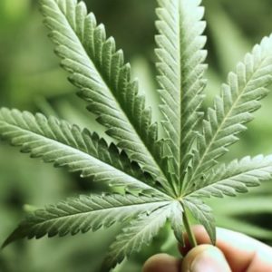 LaGuardia Committee Report on Marijuana