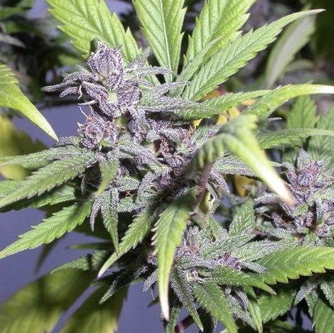 MARIAJUANA SMOKING IN PANAMA