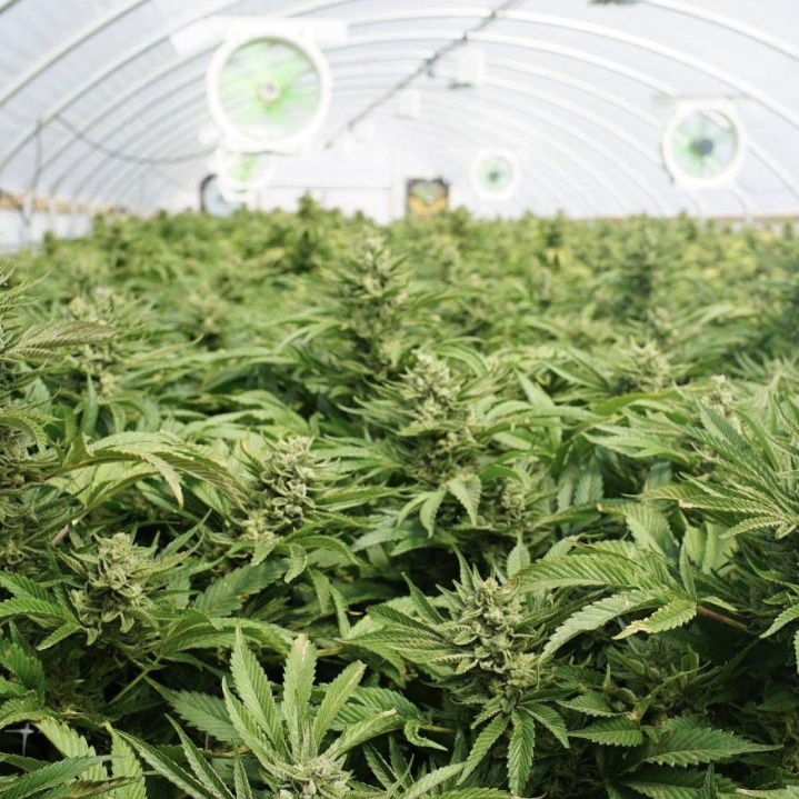Legalised cannabis could help solve America’s opioid crisis, studies suggest