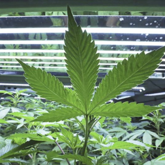 Medical marijuana could expand to leaf form in Pennsylvania