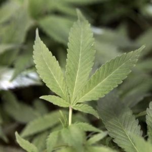 Lawmakers Advance Bill Pushing VA to Research Marijuana