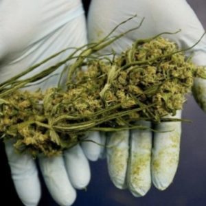 Cancer Institute Finally Admits Marijuana Kills Cancer