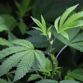 Judge halts Florida's attempt to stop patients from smoking medical marijuana