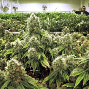 Medical marijuana: Painesville Township, Wickliffe officials welcome dispensaries