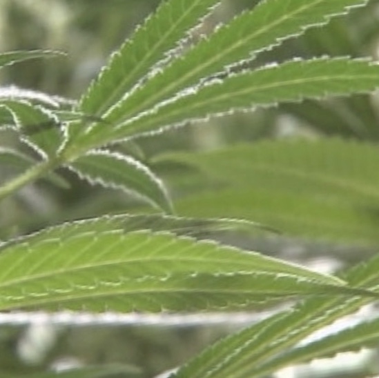 Florida judge lifts stay on smokable medical marijuana