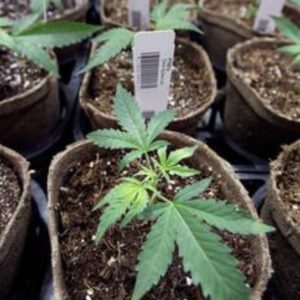 State issues marijuana license to Miami nursery, sets process for 4 more licenses