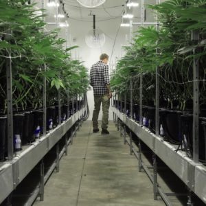 V.A. Shuns Medical Marijuana, Leaving Vets to Improvise