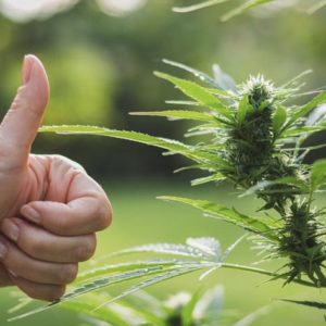 Marijuana Support Grows: Two Out Of Three Americans Back Legalization, Gallup Says