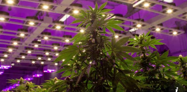 Luxembourg to be first European country to legalise cannabis